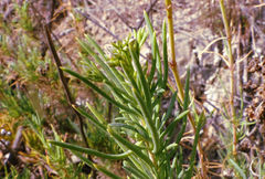 Gypsophila struthium