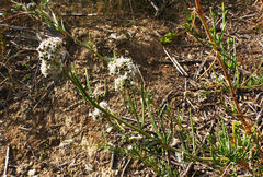 Gypsophila struthium
