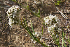 Gypsophila struthium
