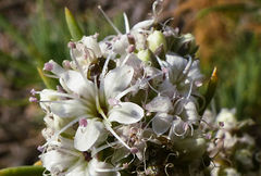 Gypsophila struthium