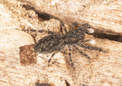 Proszynellus
