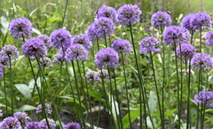 Rhizirideum