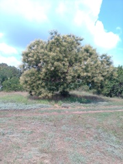Styphnolobium