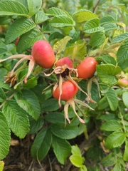 Rosa rugosa