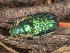 Diphucephala colaspidoides