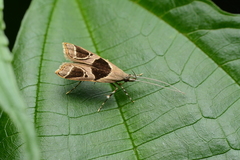 Deltoplastis commatopa