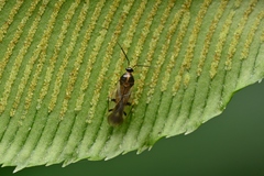 Cobalorrhynchus paravittatus