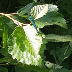 Calopteryx virgo