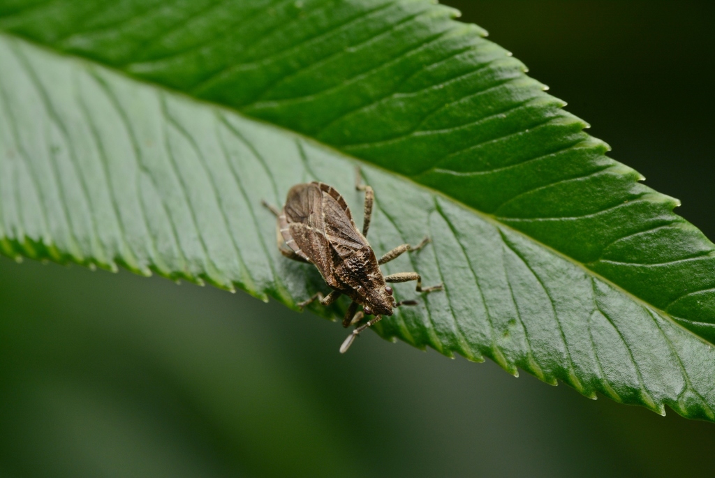 Emphanisis