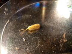 Hemerobius marginatus
