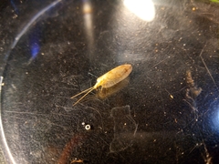 Hemerobius marginatus