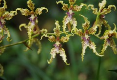 Cyrtochilum ramosissimum