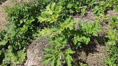 Heracleum sosnowskyi