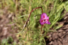 Clarkia gracilis sonomensis