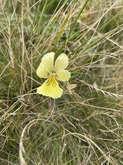 Viola lutea sudetica