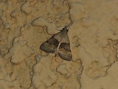 Hemeroplanis incusalis