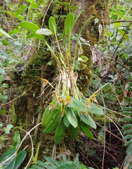 Masdevallia