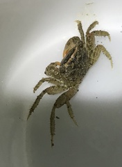 Pseudohelice subquadrata