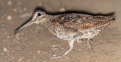Scolopax rusticola