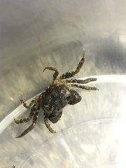 Pseudohelice subquadrata