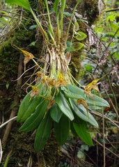 Masdevallia