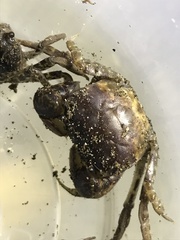 Pseudohelice subquadrata