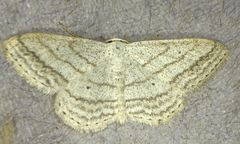 Scopula ancellata