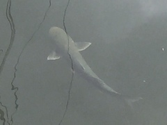 Actinopterygii