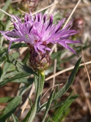 Centaurea limbata limbata