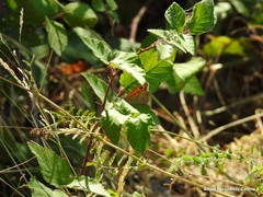 Sanguisorba verrucosa