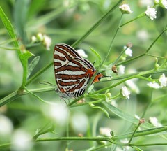 Cigaritis schistacea
