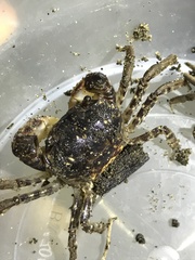 Pseudohelice subquadrata