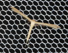 Exelastis phlyctaenias