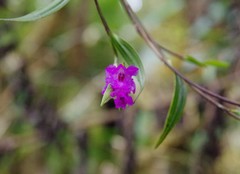 Elleanthus amethystinus