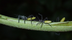 Aristathlus iopterus