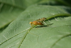 Strauzia longipennis