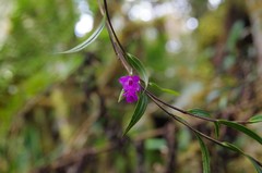 Elleanthus amethystinus