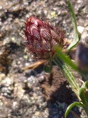 Centaurea limbata limbata