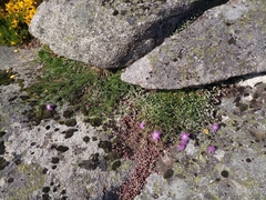 Centaurea limbata limbata