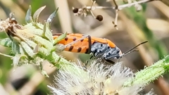 Lygaeus equestris