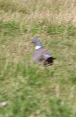 Columba palumbus