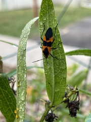 Oncopeltus fasciatus