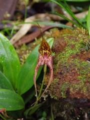 Masdevallia