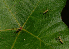 Zelus araneiformis