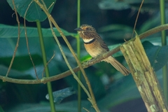 Malacoptila striata