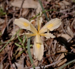 Iris fernaldii
