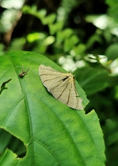 Orudiza protheclaria