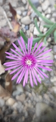 Delosperma cooperi