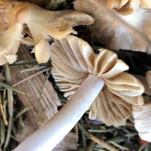 White Fibrecap