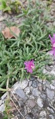 Delosperma cooperi